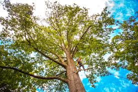 Best Tree Preservation Services  in Quitman, TX