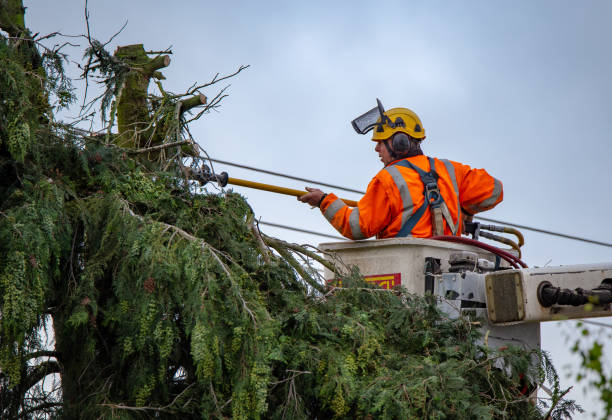 Trusted Quitman, TX Tree Care Experts