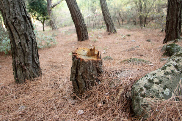 Best Tree Health Inspection  in Quitman, TX