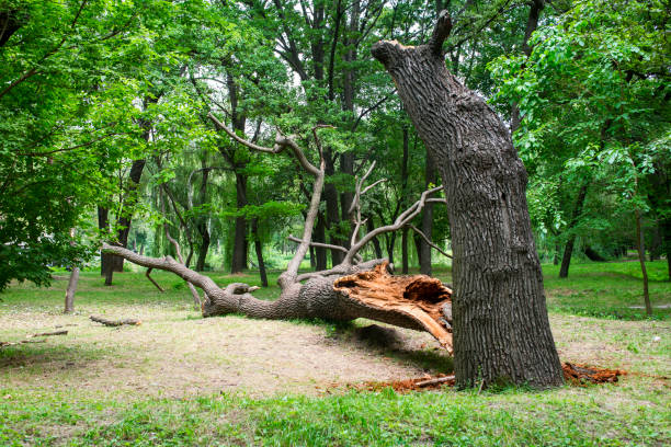 Best Lawn Irrigation Installation and Maintenance  in Quitman, TX