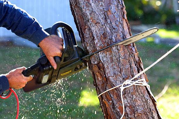 Best Firewood Processing and Delivery  in Quitman, TX