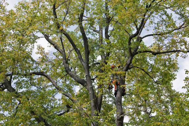 Best Tree Risk Assessment  in Quitman, TX